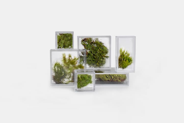 Tiny Terrariums for home and office