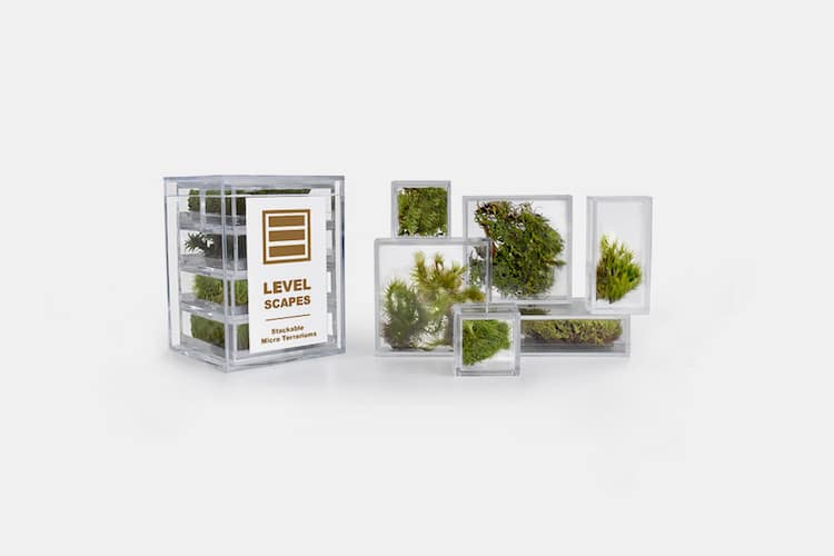 Tiny terrariums for home and office