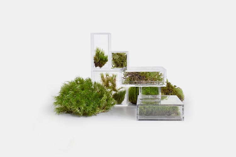 Tiny Terrariums for home and office