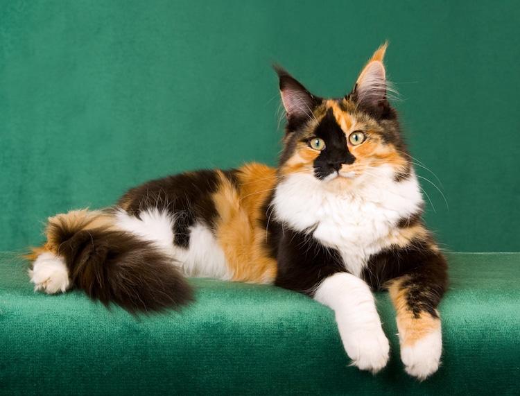 Calico Maine Coon