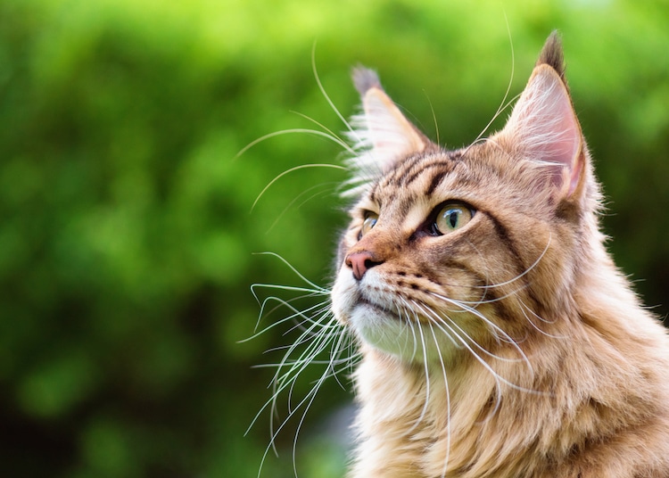 Close Up de Maine Coon Looking Into the Distance