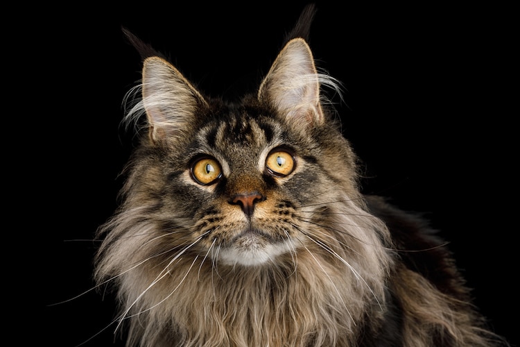 retrato de Maine Coon