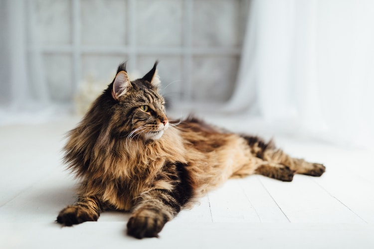 Maine Coon Lying Down