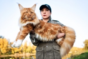 9 Facts About Maine Coons, the Gentle Giants of the Cat World