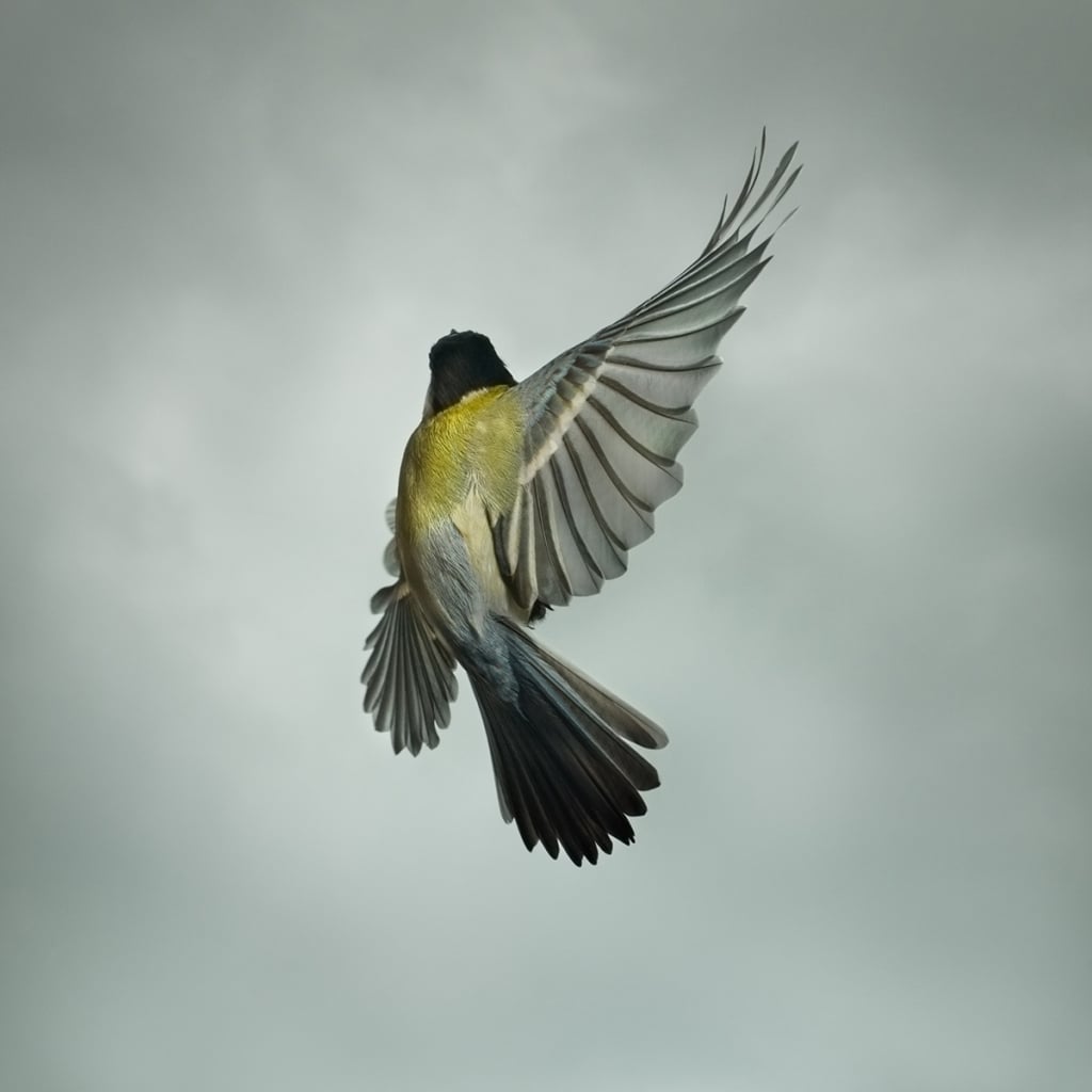 Photographer Mark Harvey Captures British Birds For 