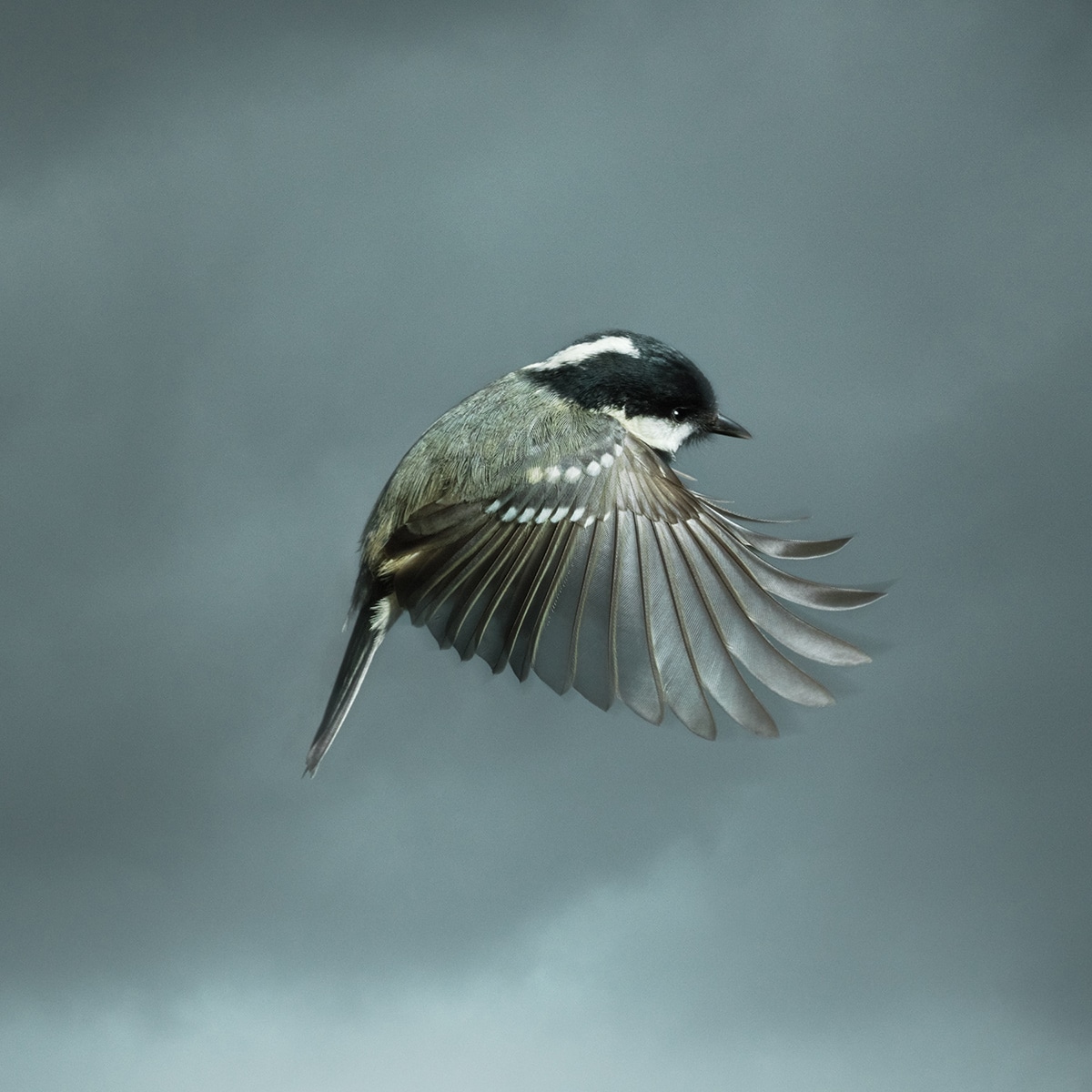 Photograph British Coal Tit Bird In Flight