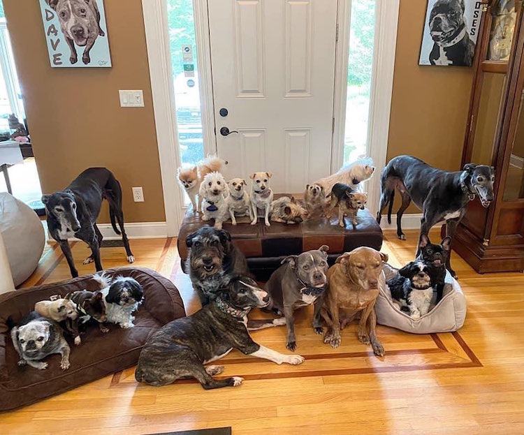 The Mr. Mo Project give Elderly and disabled dogs a home for life