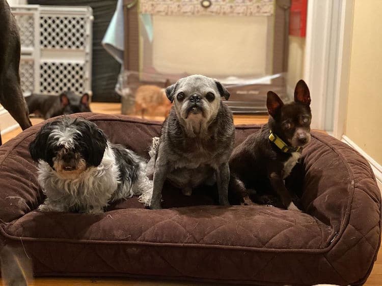 The Mr. Mo Project give Elderly and disabled dogs a home for life