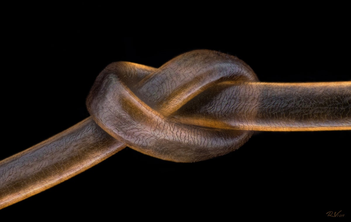 nudo de cabello humano bajo el microscopio