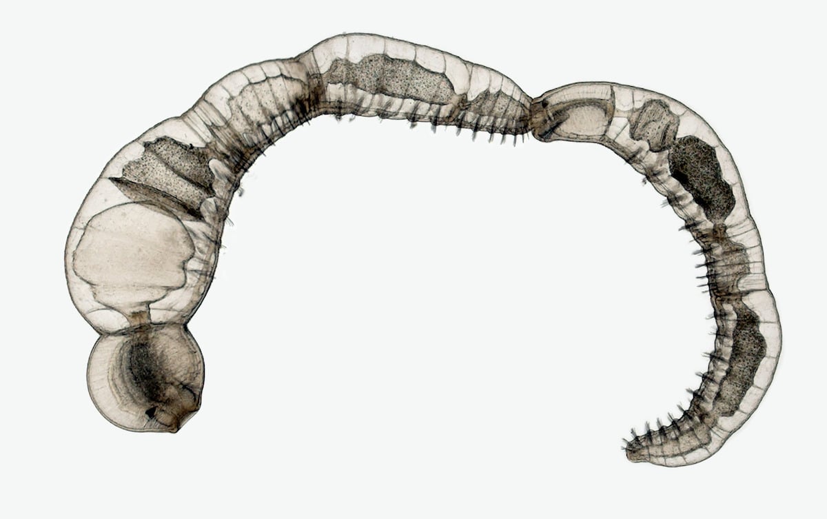 Chain of daughter individuals from the asexually reproducing annelid species Chaetogaster diaphanus