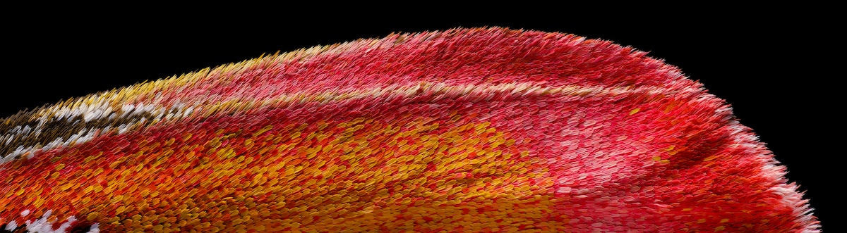 Atlas moth wing under a microscope