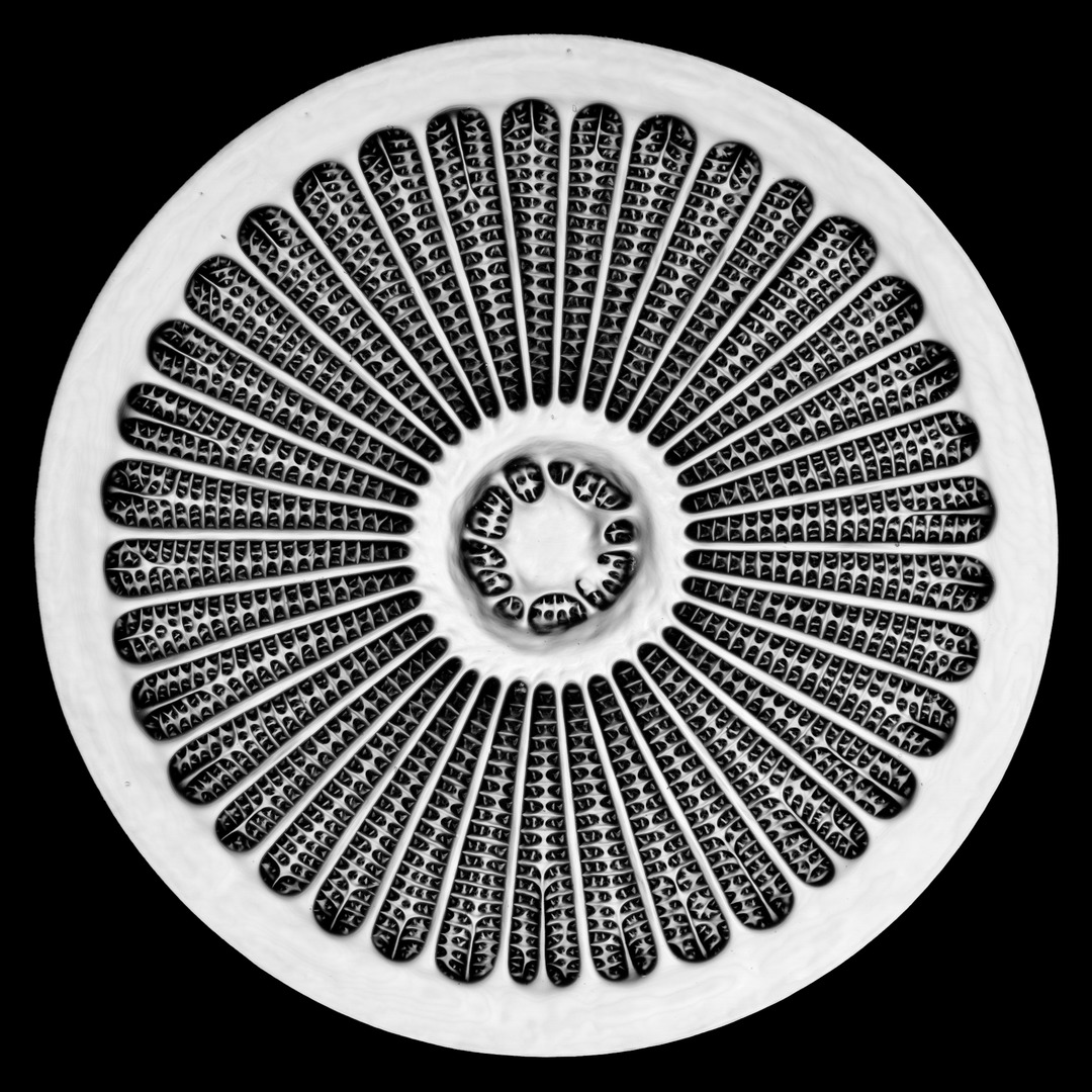 Silica cell wall of the marine diatom Arachnoidiscus sp.