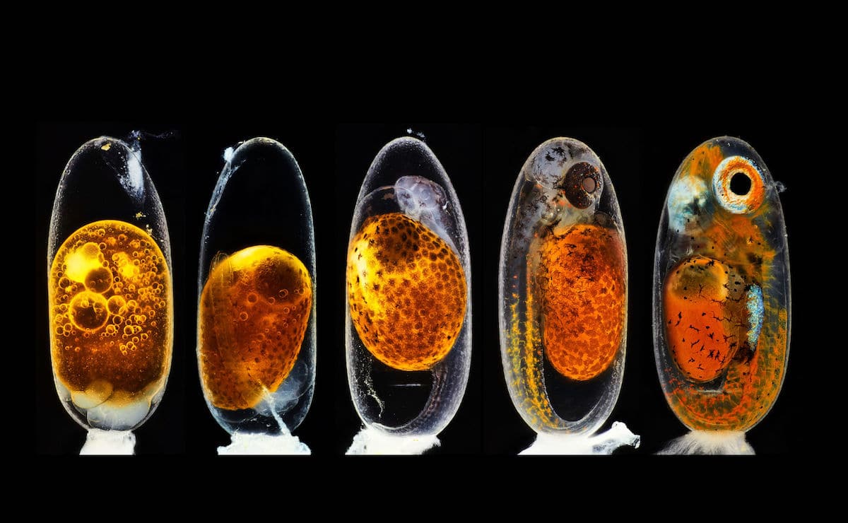 Embryonic development of a clownfish