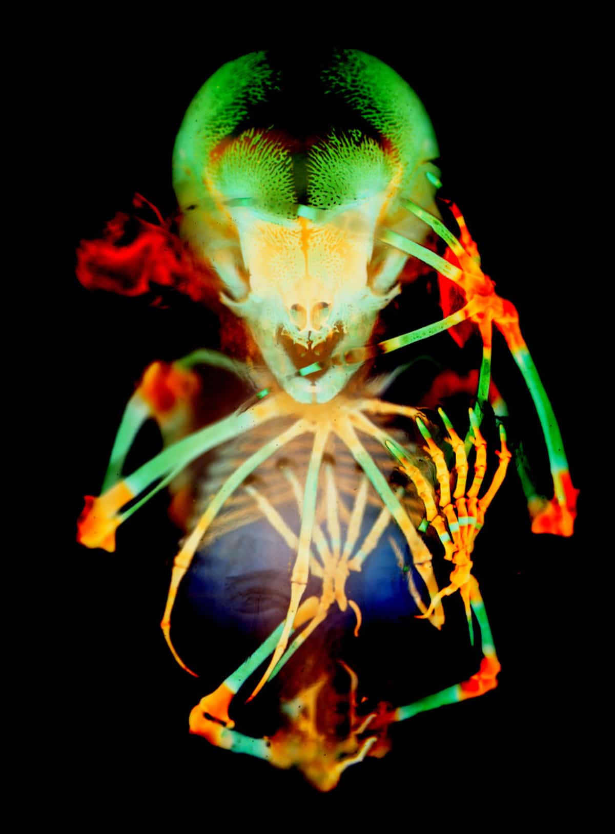 Skeleton preparation of a short-tailed fruit bat embryo (Carollia perspicillata)