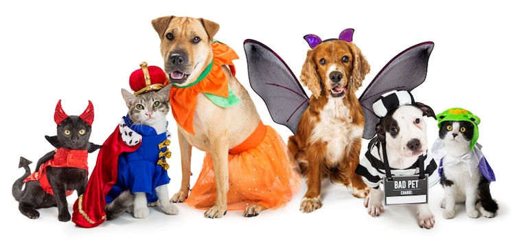 Disfraces de Halloween para mascotas