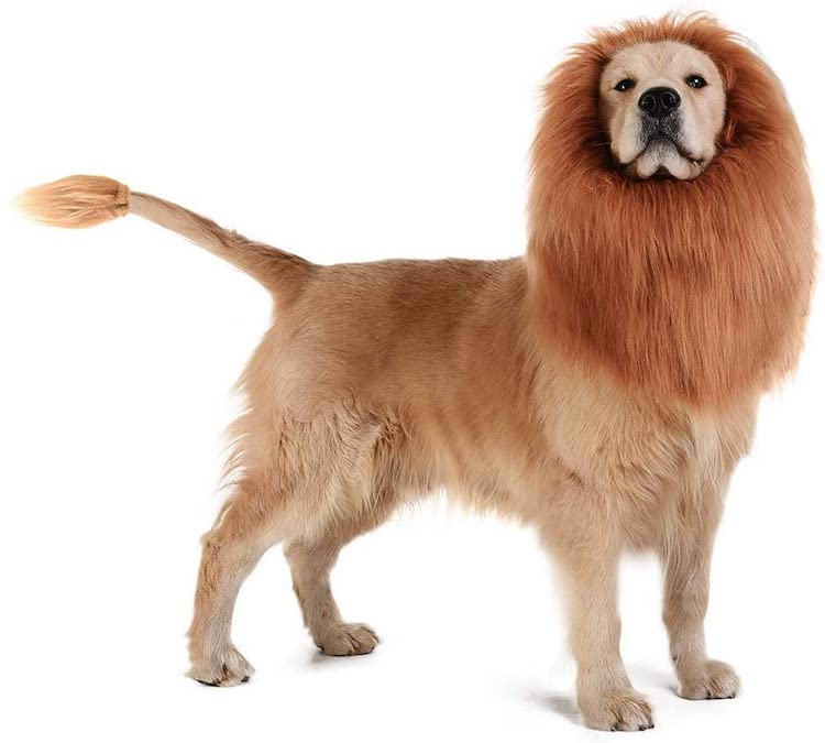 Melena de león para perro