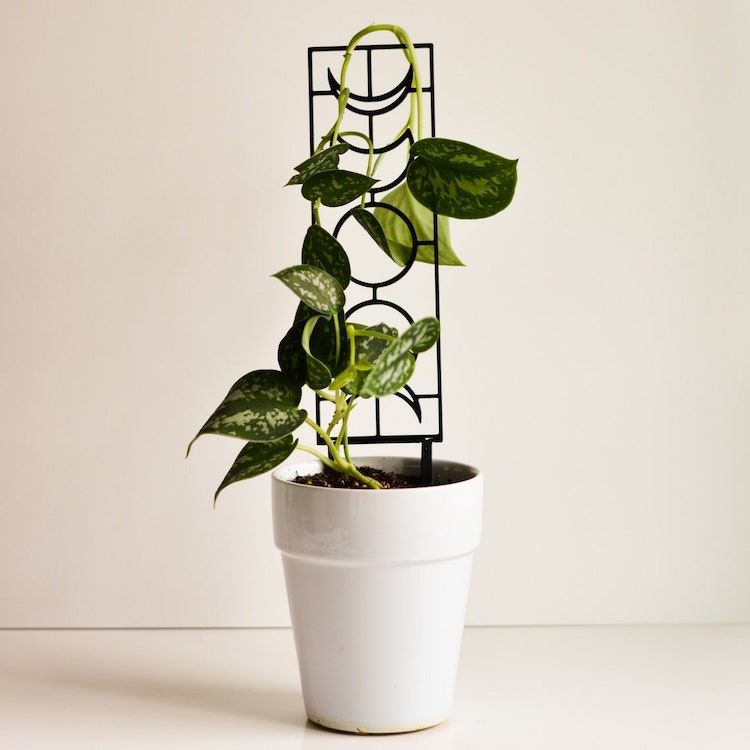 Trellis for Indoor Plant