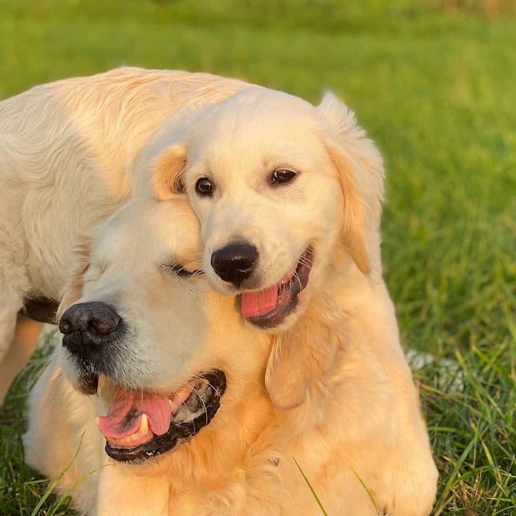 Tao the Blind Golden Retriever and Oko the Puppy