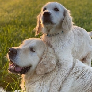 Blind Dog is Guided by Adorable Golden Retriever Puppy