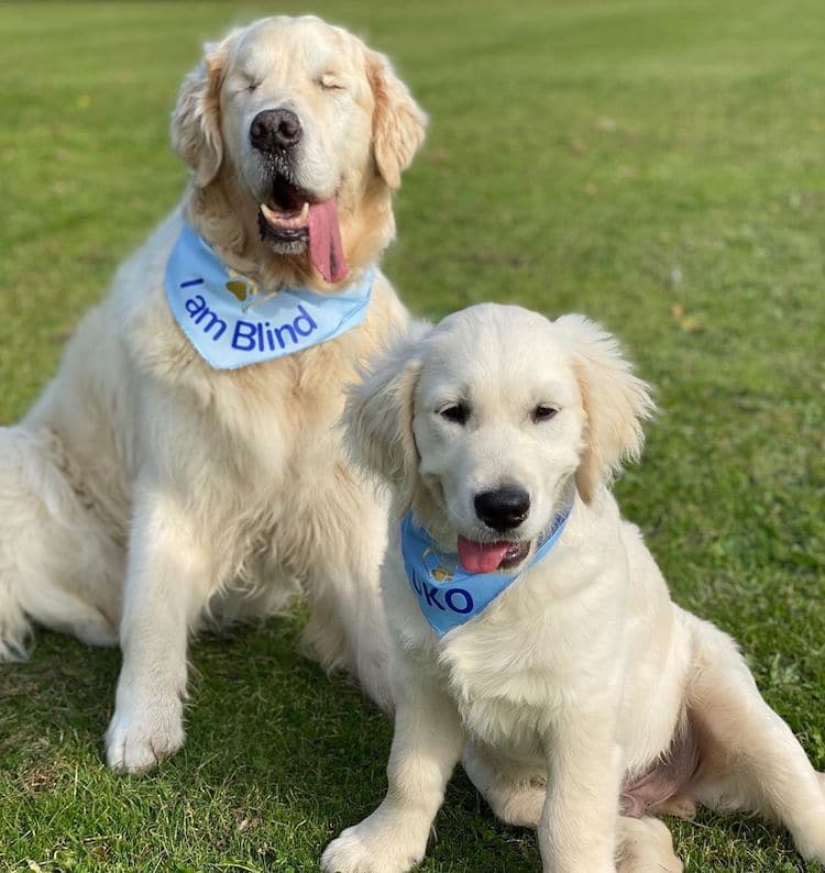 Tao the Blind Golden Retriever and Oko the Puppy