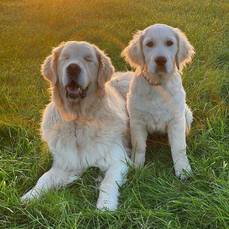 Tao el Golden Retriever ciego y Oko el cachorro