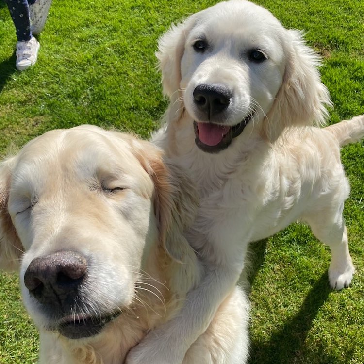 Tao el Golden Retriever ciego y Oko el cachorro