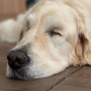 Blind Dog is Guided by Adorable Golden Retriever Puppy