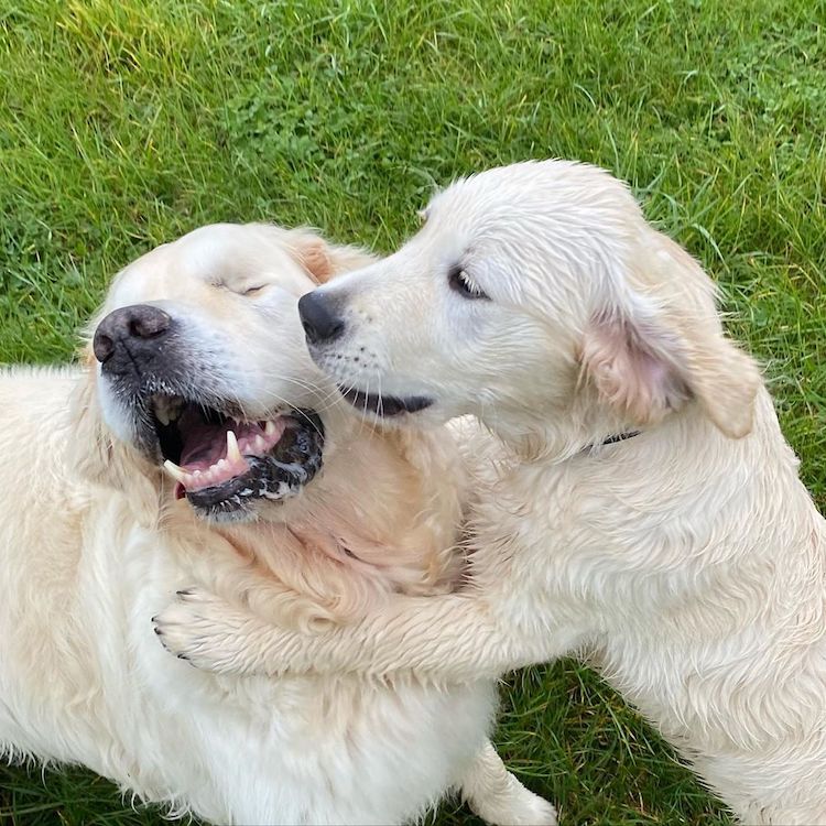 Perro ciego y cachorro