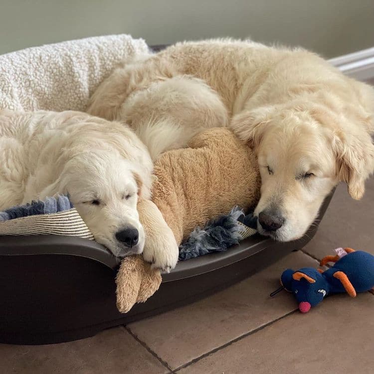 Blind Dog and Puppy