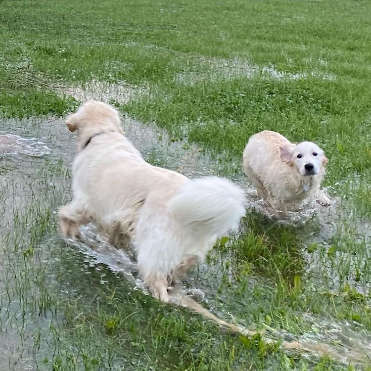 Perro ciego y cachorro