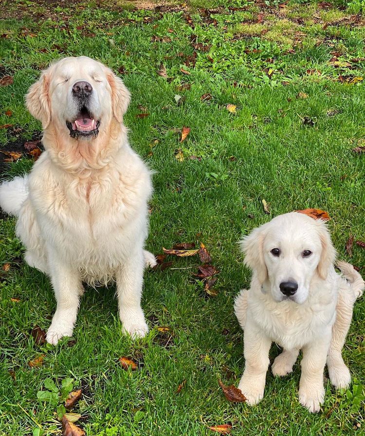 Blind Dog and Puppy