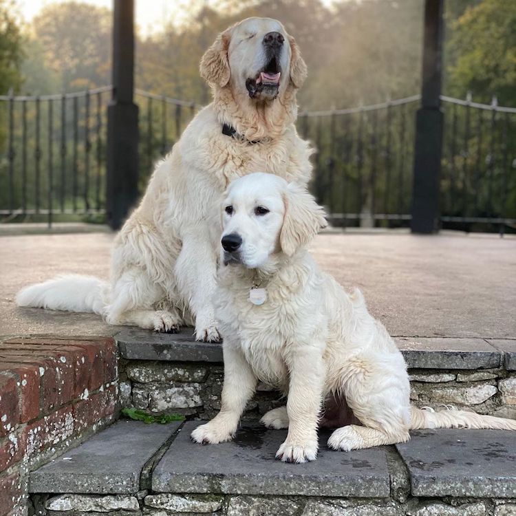 Perro ciego y cachorro