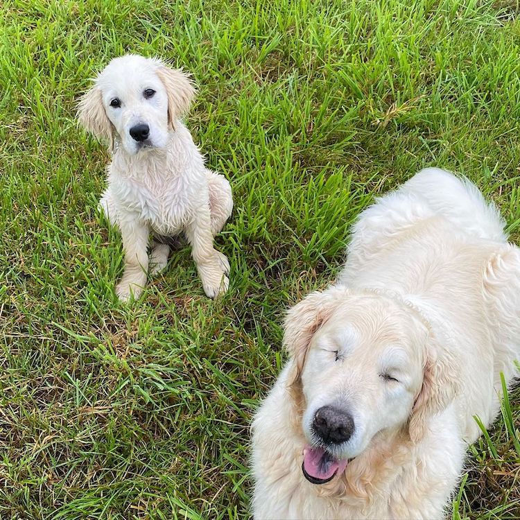 Tao el Golden Retriever ciego y Oko el cachorro