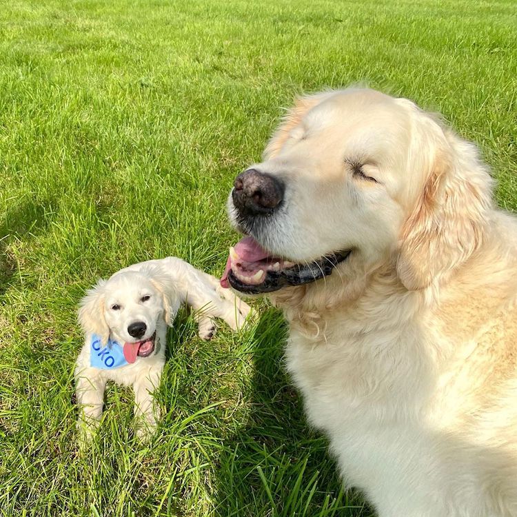 Tao the Blind Golden Retriever and Oko the Puppy