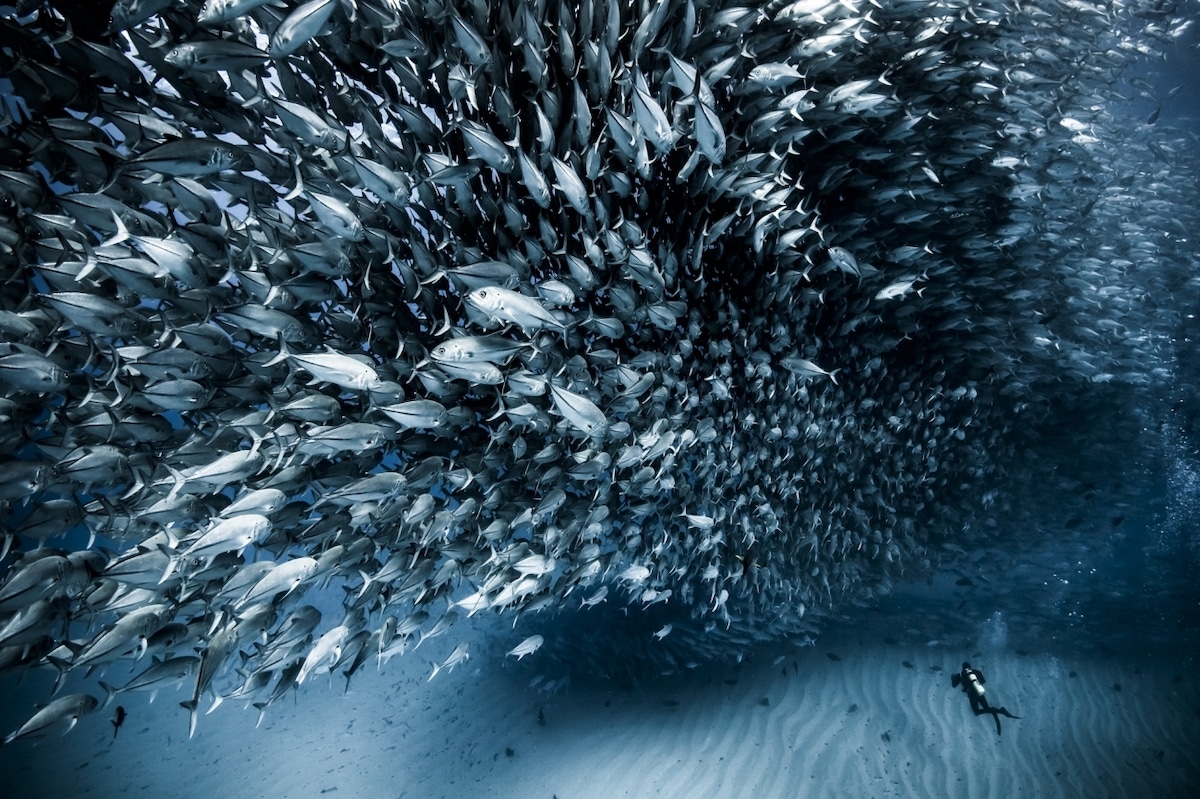 Diver Swimming with Jacks at Cabo Pulmo in Mexico