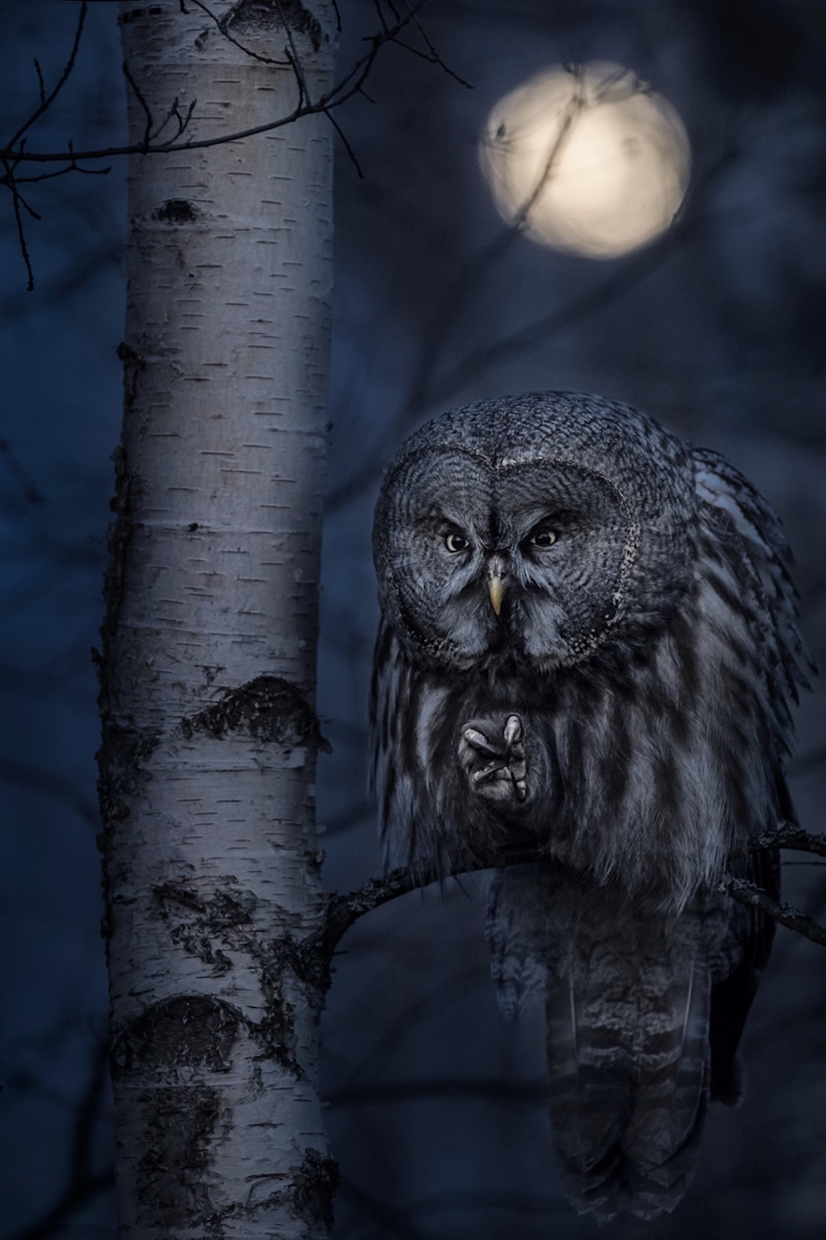 Great Grey Owl in a Tree