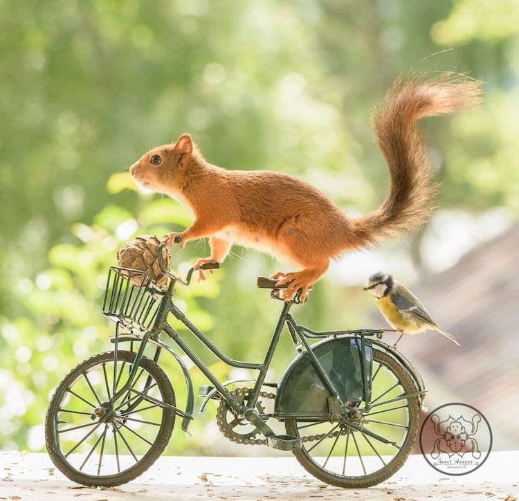 Squirrel on a Bike by Geert Weggen