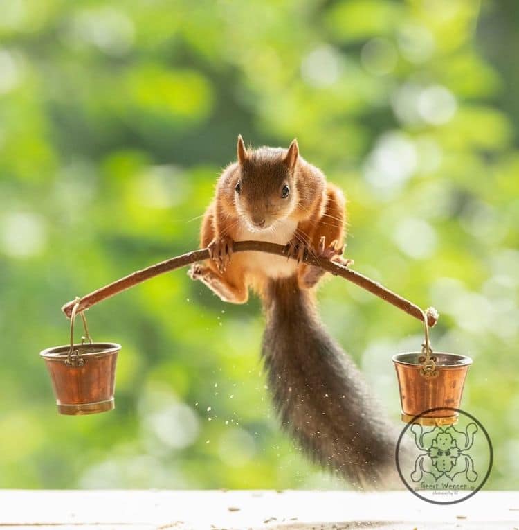 Squirrel Photos by Geert Weggen