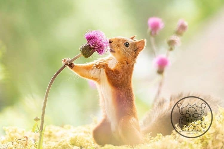 Squirrel with Flower by Geert Weggen