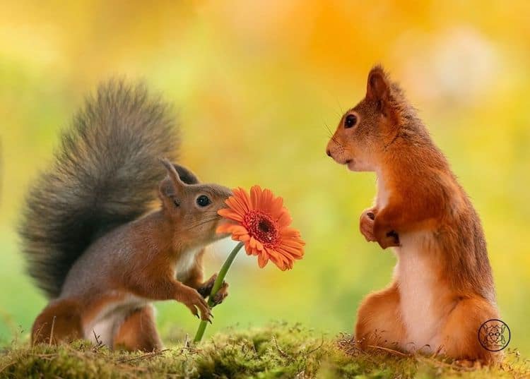 Squirrel Photos by Geert Weggen