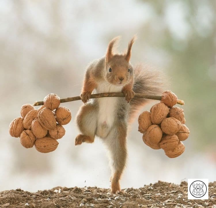 Squirrel Photos by Geert Weggen