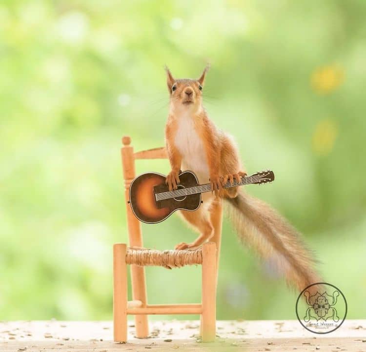 Squirrel with Guitar by Geert Weggen