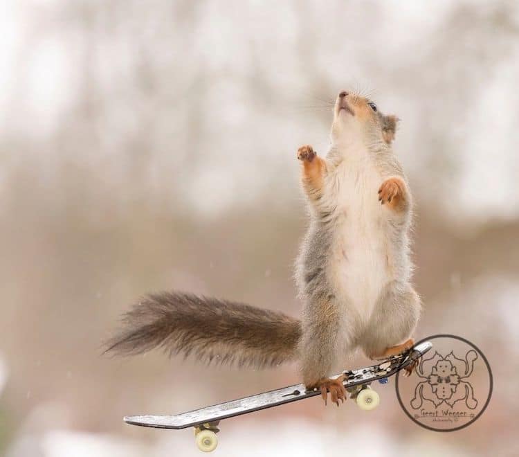 Squirrel on a Skatebaord by Geert Weggen