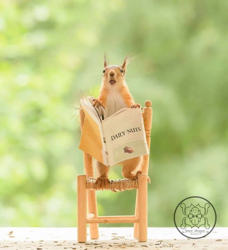 Squirrel Reading by Geert Weggen
