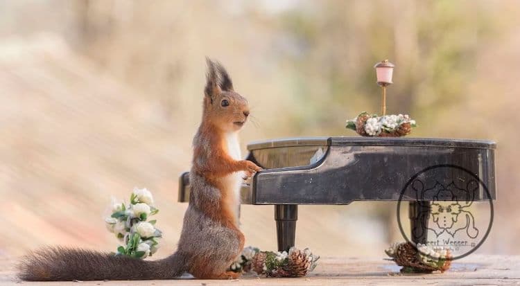 Squirrel Playing Piano by Geert Weggen