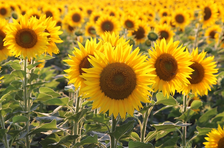 dibujos a lápiz de girasoles