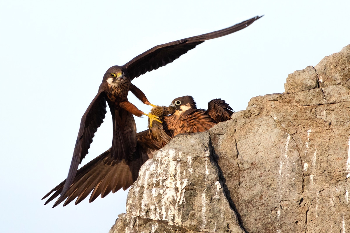 Eleonora’s falcon bringing food to its mate