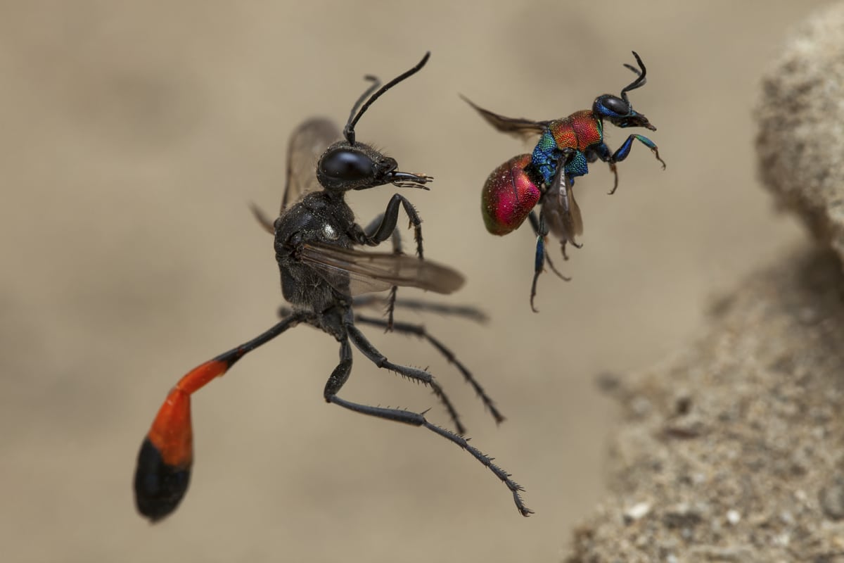 Red-banded sand wasp and cuckoo wasp