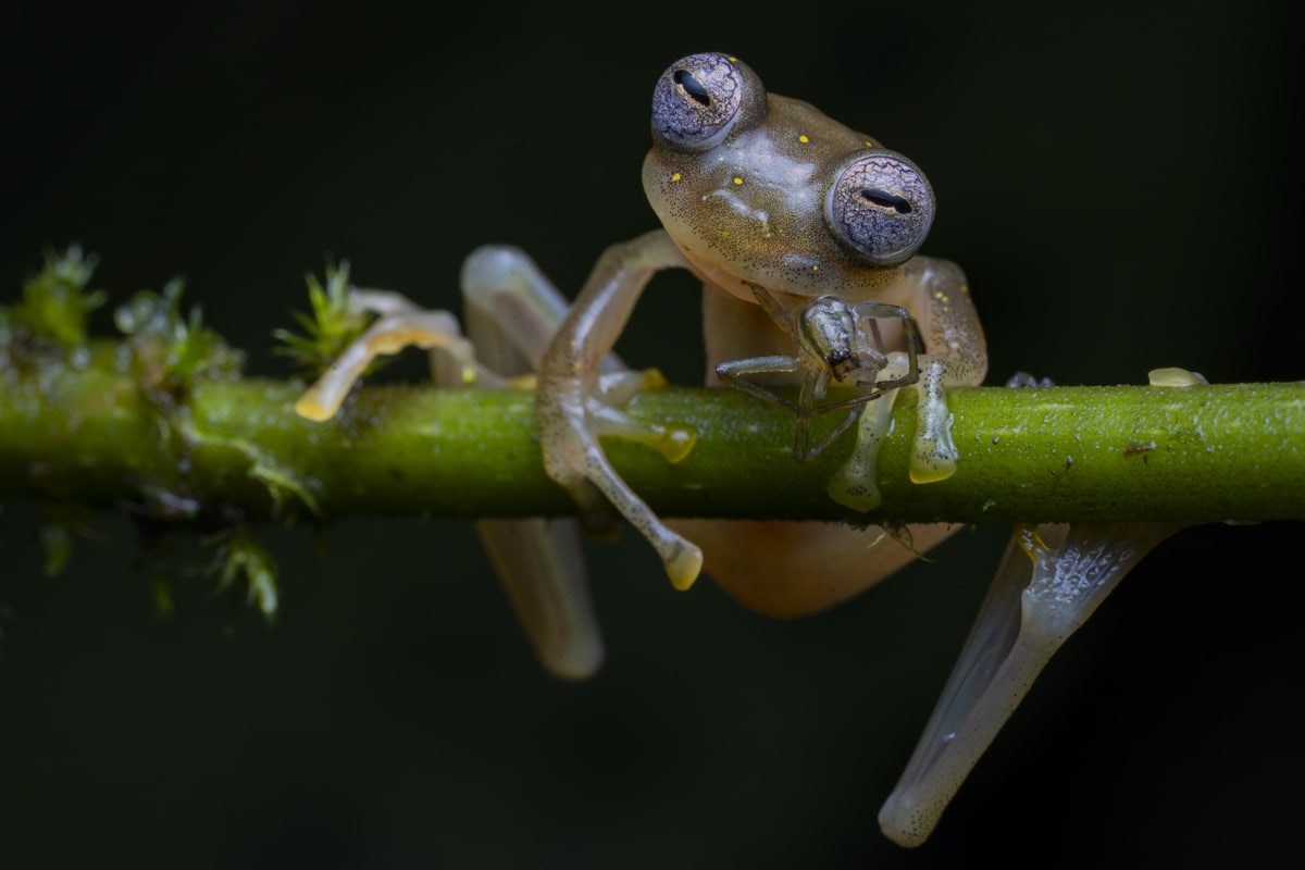 Manduriacu glass frog clinging to a plant