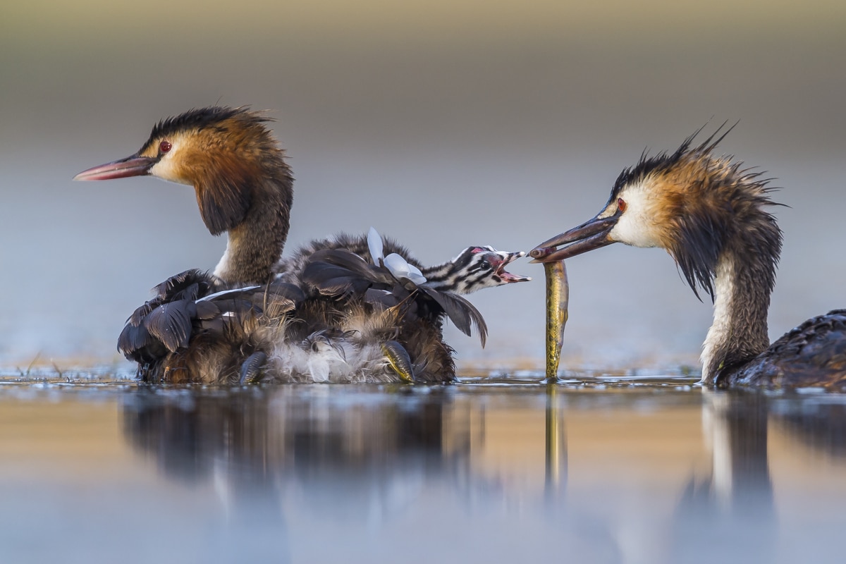 Great Chested Grebe Family